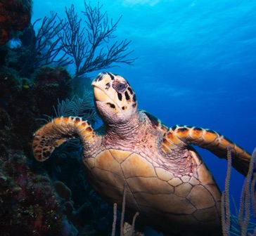 Hawksbill Turtle